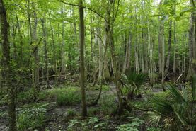 Farm and Ranch for sale in Colleton County, South Carolina