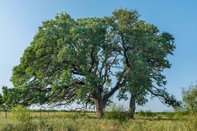 Recreational Property for sale in McCulloch County, Texas