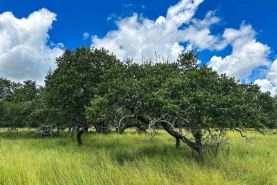 Land for sale in Hays County, Texas