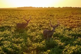 Farm and Ranch for sale in Sully County, South Dakota