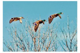 Farm and Ranch for sale in Monroe County, Arkansas