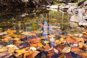 Timberland Property for sale in Hampshire County, West Virginia