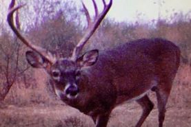 Timberland Property in West Carroll Parish, Louisiana