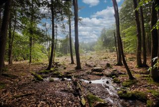 Undeveloped Land for sale in Cumberland County, Maine