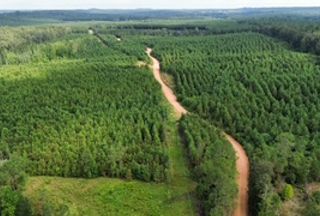 Land for sale in Lamar County, Alabama