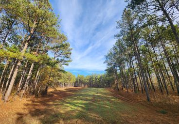 Alabama Land for Sale between 201 and 500 Acres - 217 Listings