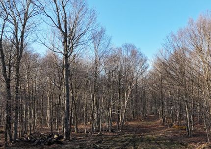 Farm and Ranch for sale in Lewis County, New York