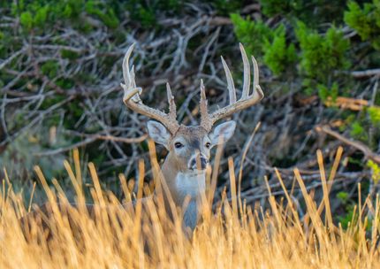 Commercial Property for sale in Kerr County, Texas