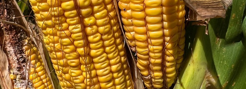 Recreational Property for sale in Pope County, Illinois