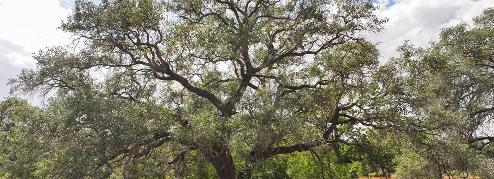 Horse Property for sale in Atascosa County, Texas