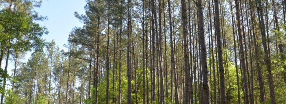 Timberland Property for sale in Chester County, South Carolina
