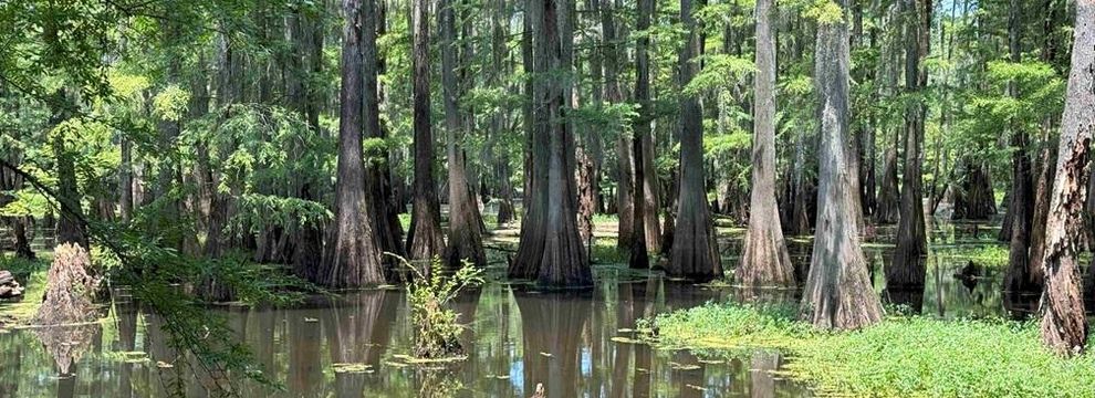 Timberland Property for sale in Lenoir County, North Carolina