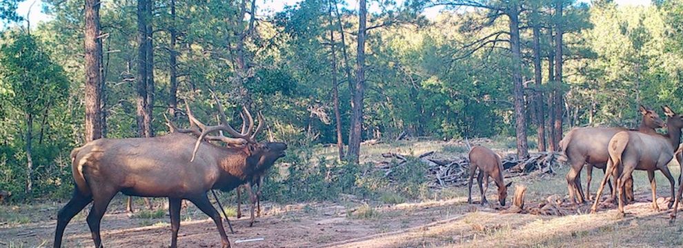 Undeveloped Land for sale in Cibola County, New Mexico