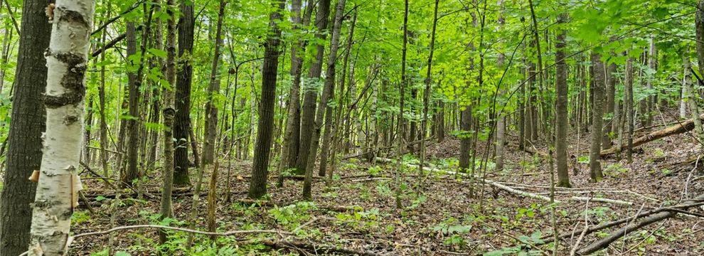 Undeveloped Land for sale in Sawyer County, Wisconsin