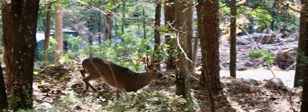 Timberland Property for sale in Le Flore County, Oklahoma