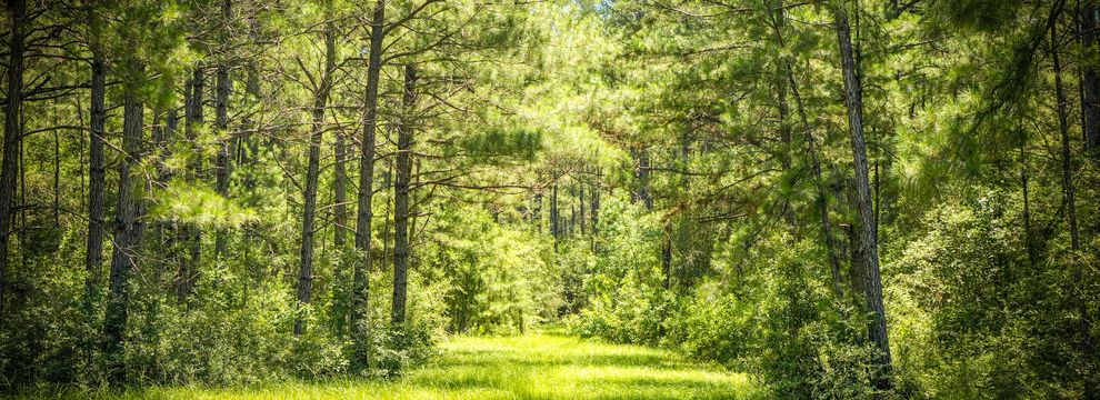 Land for sale in Tyler County, Texas