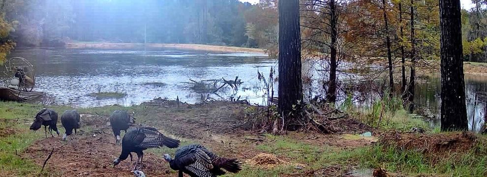 Land for sale in Madison County, Mississippi