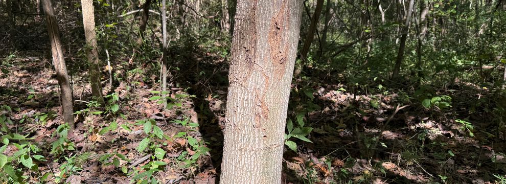 Hunting Property for sale in Hardin County, Illinois