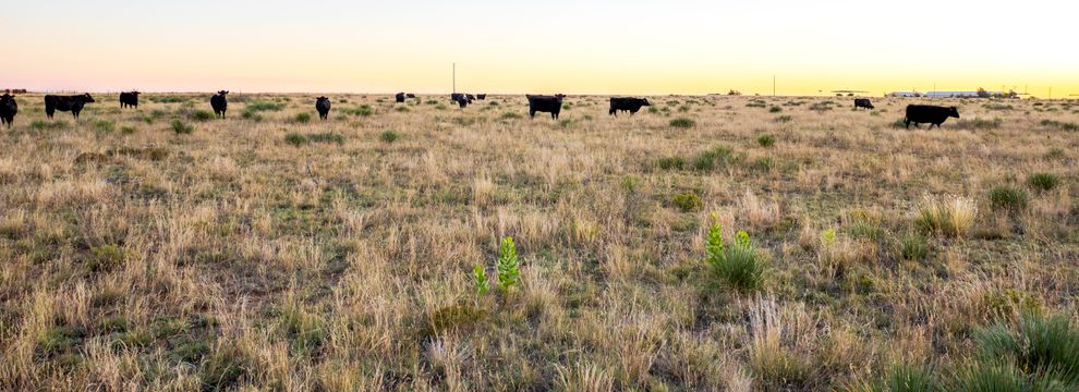 Farm and Ranch for sale in Bailey County, Texas