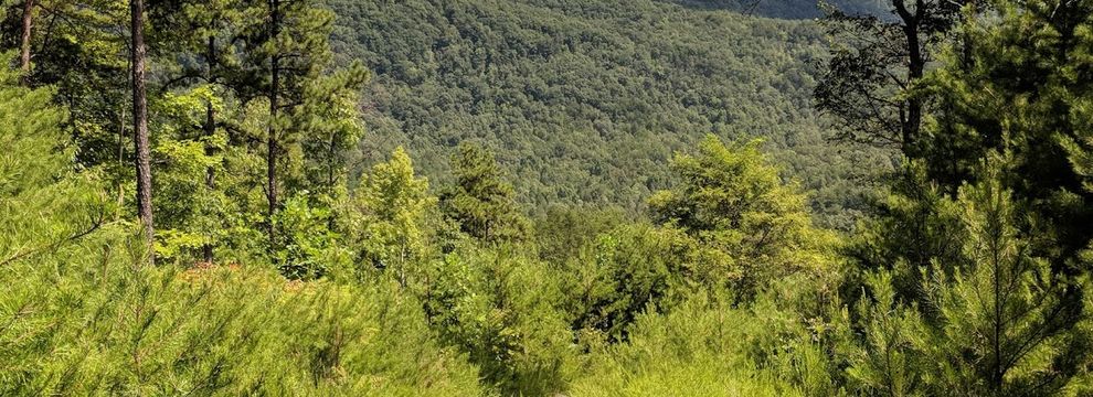 Timberland Property for sale in Patrick County, Virginia