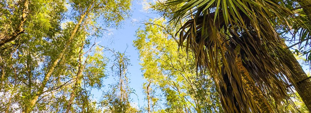 Farm and Ranch for sale in Putnam County, Florida