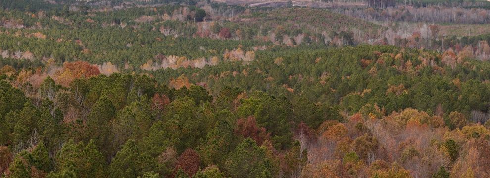 Timberland Property for sale in Richmond County, North Carolina