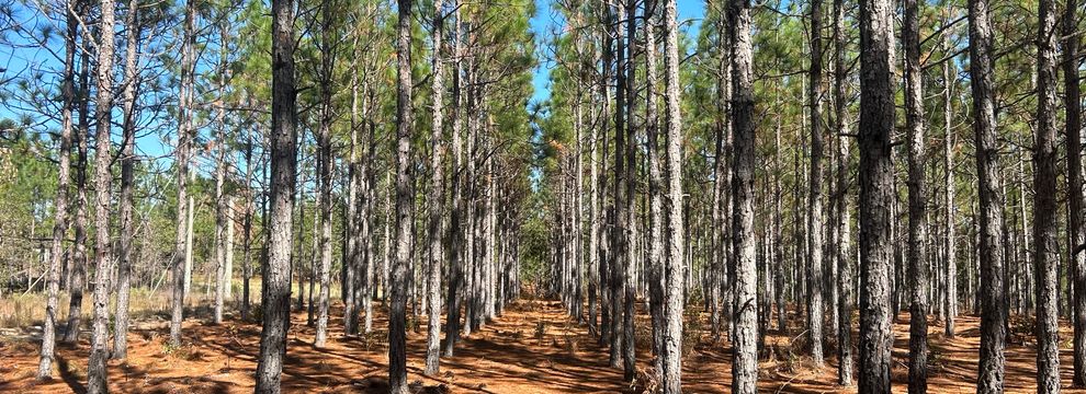 Timberland Property for sale in Chesterfield County, South Carolina