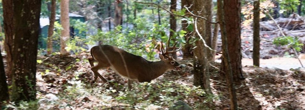 Undeveloped Land for sale in Le Flore County, Oklahoma