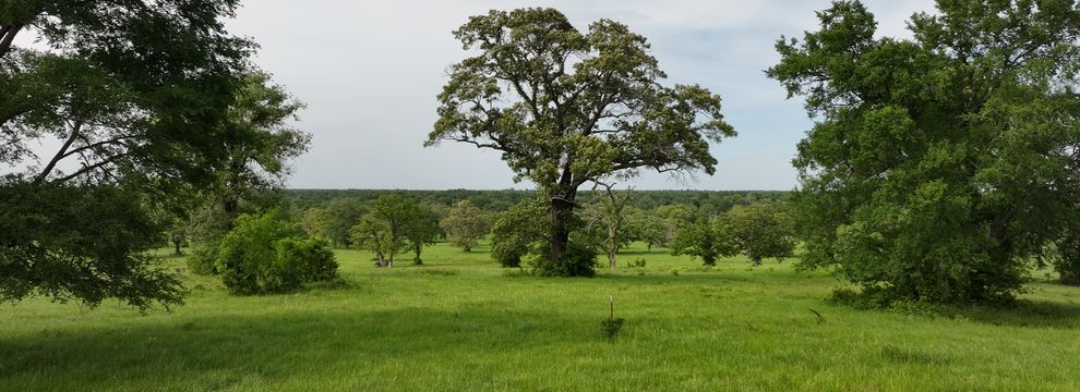 Undeveloped Land for sale in Madison County, Texas