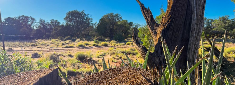 Land for sale in Navajo County, Arizona