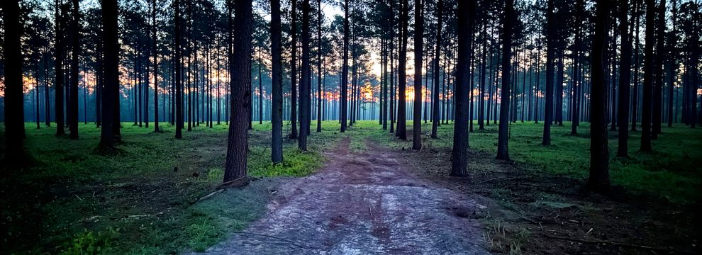Undeveloped Land for sale in Calhoun County, Georgia