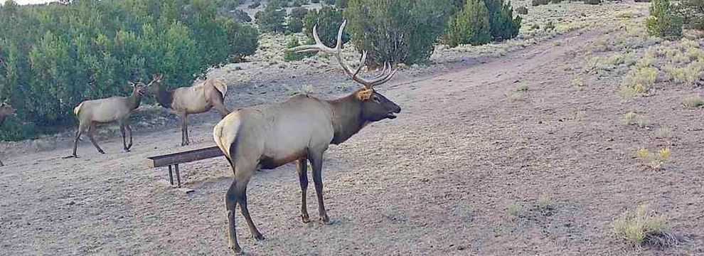 Land for sale in Catron County, New Mexico