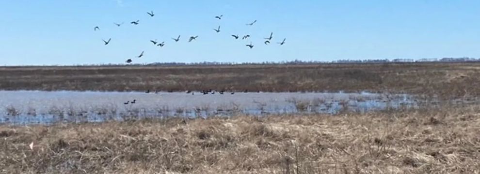 Land for sale in New Madrid County, Missouri