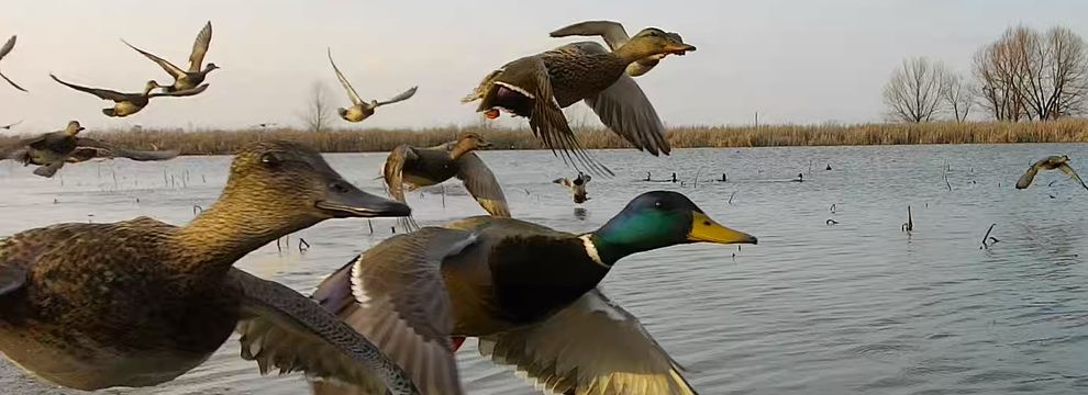 Land for sale in Prairie County, Arkansas