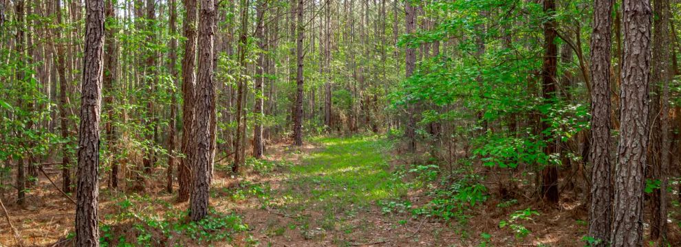 Timberland Property for sale in Saluda County, South Carolina