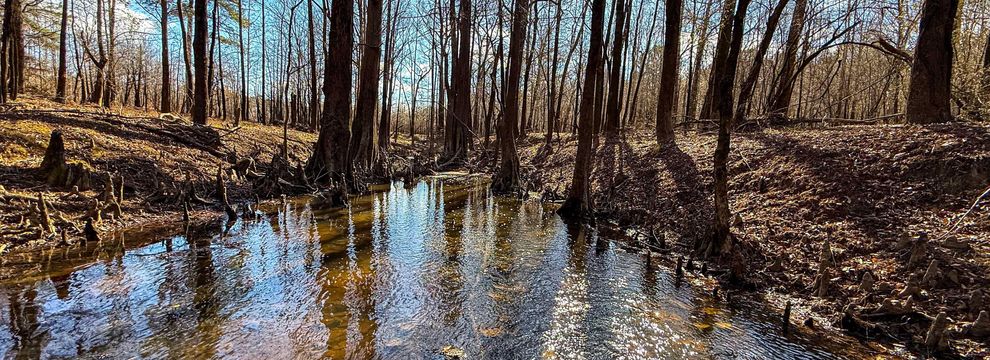 Timberland Property for sale in Jasper County, Texas