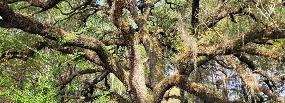 Farm and Ranch for sale in Williamsburg County, South Carolina