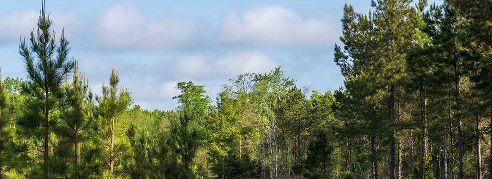 Land for sale in Jackson County, Florida