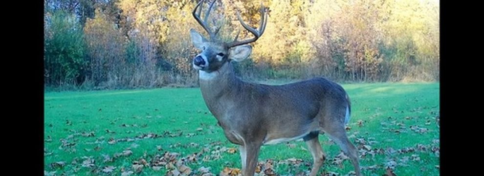 Timberland Property for sale in Pope County, Illinois