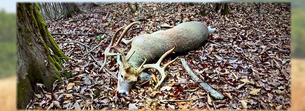 Timberland Property for sale in Pope County, Illinois