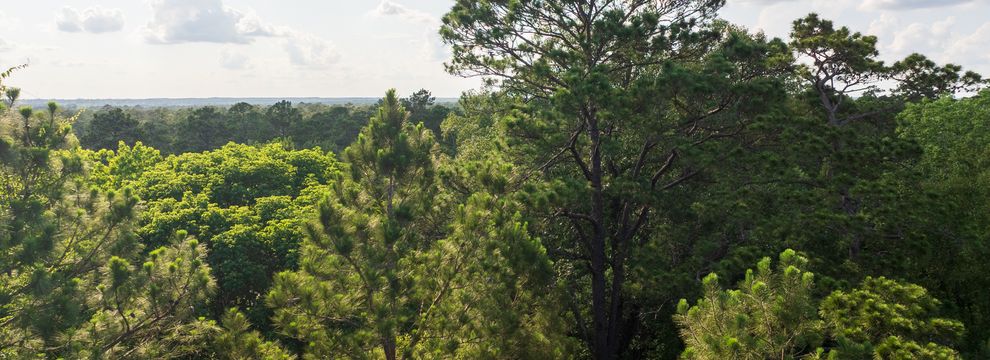 Farm and Ranch for sale in Polk County, Texas