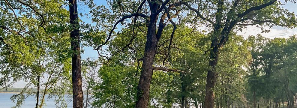 Undeveloped Land for sale in Leon County, Texas