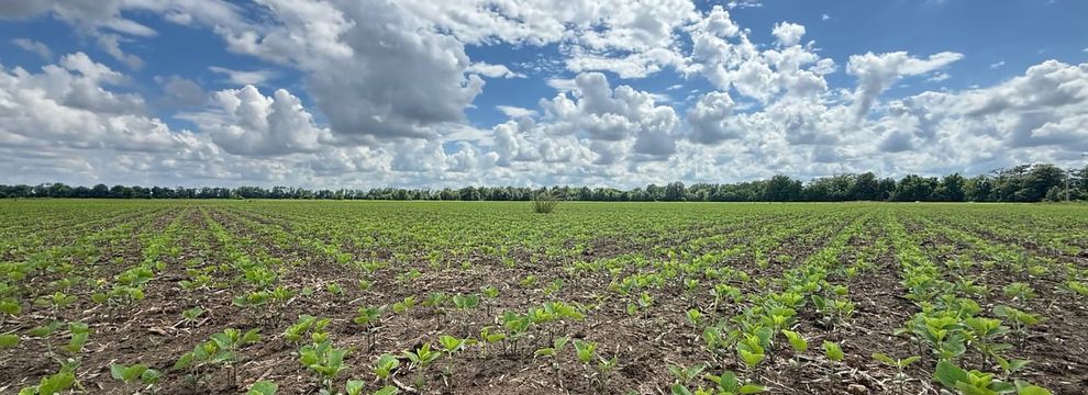 Timberland Property for sale in Saint Francis County, Arkansas