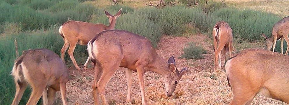 Recreational Property for sale in Andrews County, Texas