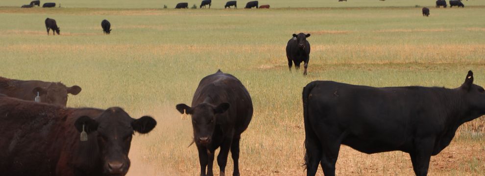 Land for sale in Harper County, Kansas