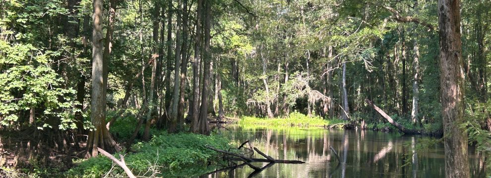 Undeveloped Land for sale in Dillon County, South Carolina