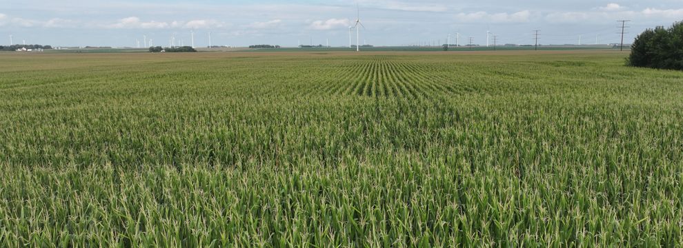 Land for sale in Palo Alto County, Iowa