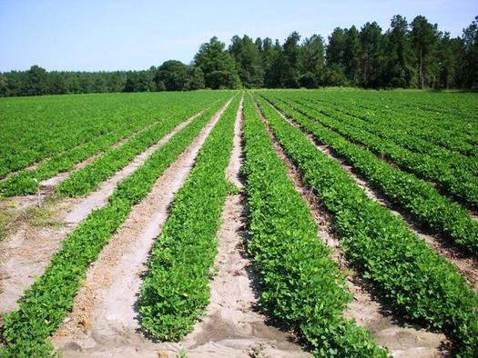 tobacco farm for sale Tobacco Trail Rd, Soperton, GA 30474